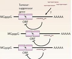mir-21 Funziona come oncogene mirna Inibizione di tumour suppressor genes Localizzato sul cromosoma 17 Principali geni target: TPM1 (tropomiosina) and PDCD4 (programmed cell death protein 4), and