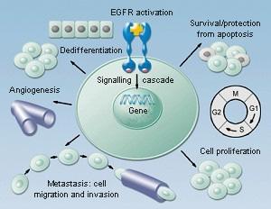 RUOLO DI EGFR NELLA TUMORIGENESI Mutations in the EGFR Gene Non-small cell lung cancer mir-21 tended to