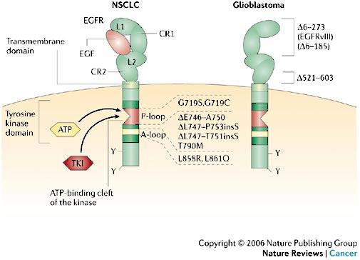 targeting of mir-21 sensitized cancer cells to an EGFRtyrosine kinase inhibitors (Seike et al.