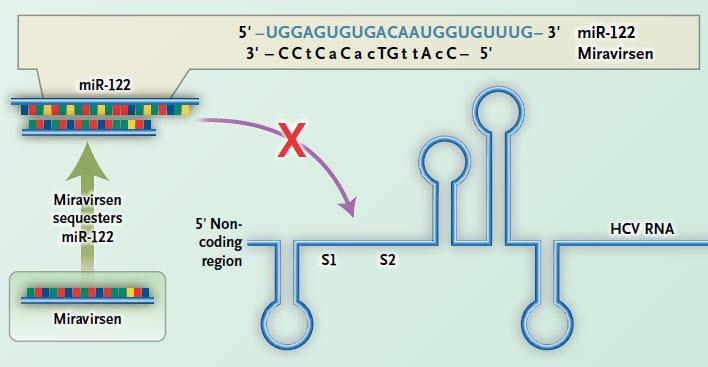 The first mirna-targeted drug,