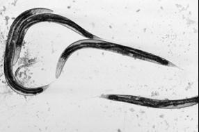 Vermi (Caenorhabditis elegans) RNAi Cenni storici 1998 Fire & Mello iniettarono RNA senso, RNA antisenso e dsrna in C. elegans (Fire A et al.