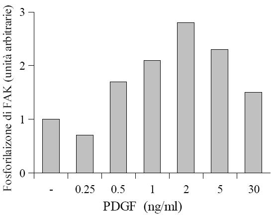 FAK è stata immunoprecipitata dai lisati ed è stato fatto un Western Blot con anticorpi anti-tyr, dopo stripping le membrane sono state trattate con anticorpi anti-fak per normalizzare i risultati