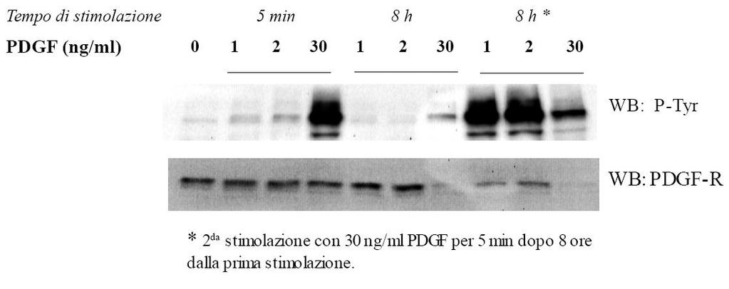 Risultati I. Proliferazione e migrazione indotte da PDGF. Figura 34. Cellule NIH3T3 sono state starvate 24 ore e poi stimolate alle diverse concentrazioni di PDGF per i tempi indicati.