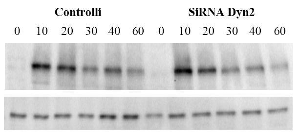 Risultati I. Proliferazione e migrazione indotte da PDGF.