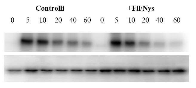 Risultati I. Proliferazione e migrazione indotte da PDGF. PDGF BB (30 ng/ml) minuti WB: P-Tyr PDGF-R WB: actina Figura 42.