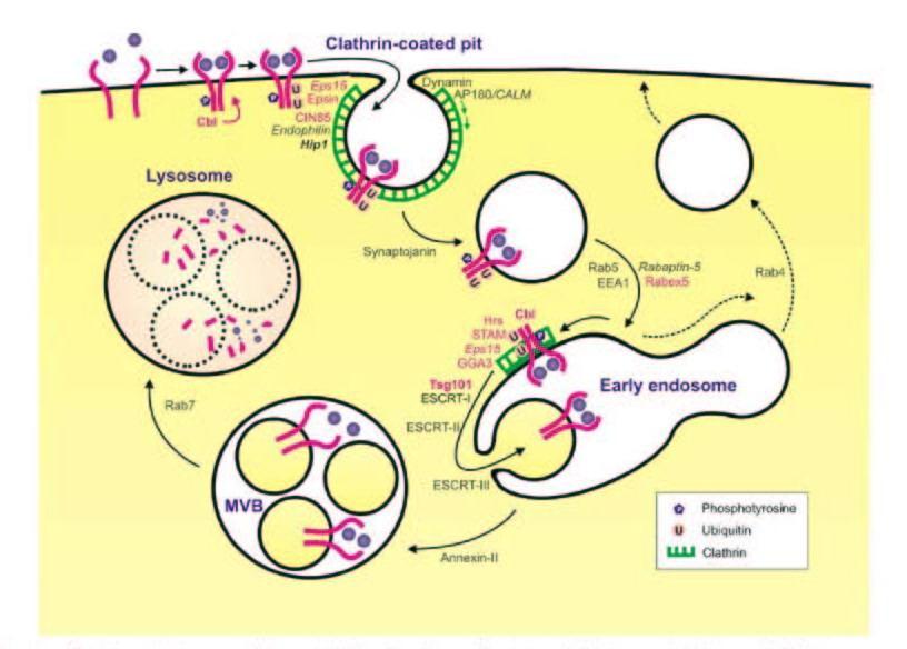 Introduzione I. Il recettore del PDGF agli endosomi multivescicolari per la degradazione (Marmor M et al., 2004; Katzmann DJ et al., 2002).