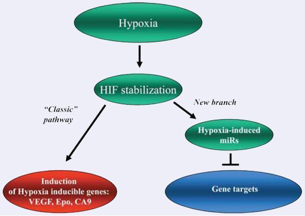 Introduzione. L ipossia e HIF L espressione dei mirna è indotta dagli stessi fattori di trascrizione che regolano l espressione dei geni classici.