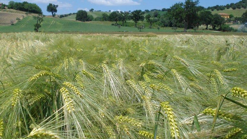 000 semi 43-47 g calibro del seme grande % proteine semina: da fine ottobre a fine dicembre 300 semi germinabili/mq = 130-150 kg/ha * ai ceppi oggi noti AMISTAR TOLLERANTE AL NANISMO ORZO TOLLERANTE