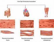 Muscoli Lisci: Contrazione volontaria Presentano striatura Sono collegati a parti