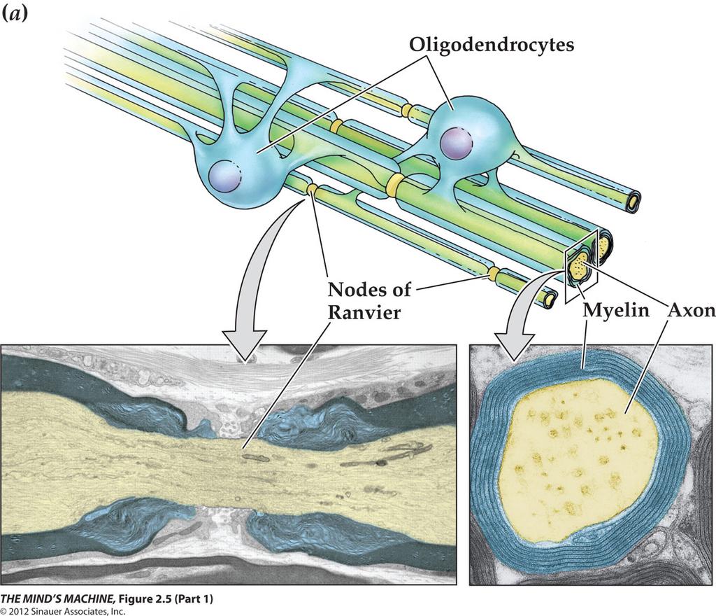 Cellule