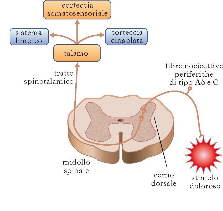 Nelle terminazioni periferiche gli stimoli nocicettivi di diverse modalità (meccanica, termica, chimica) vengono trasformati in segnali elettrici o potenziali generatori (trasduzione) che