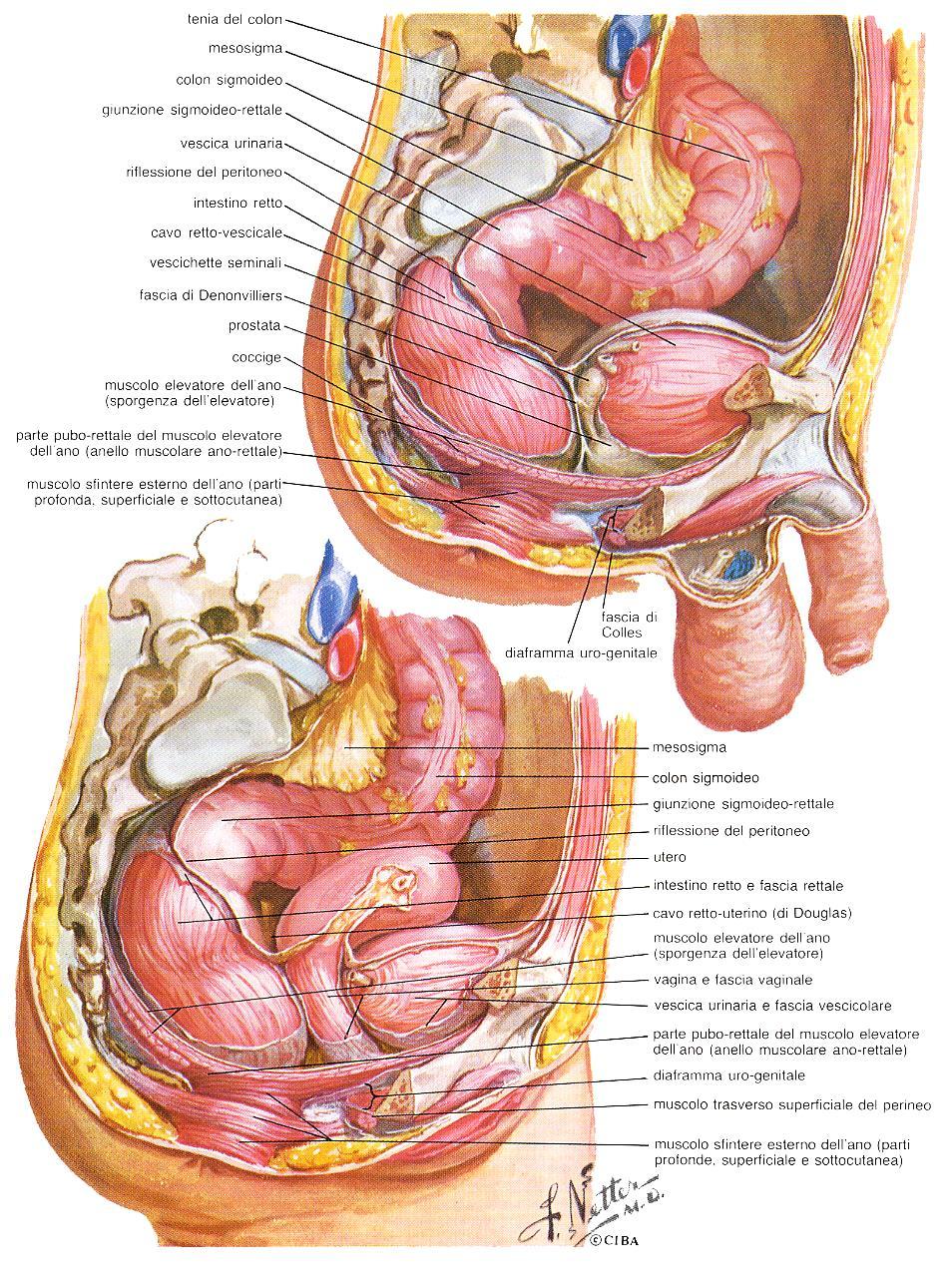 IL INTESTINO RETTO: ASPETTI ANATOMO-