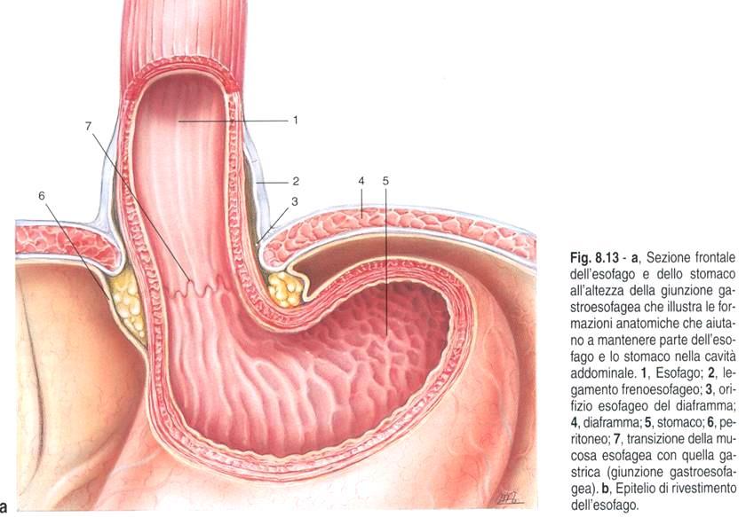 ESOFAGO: PORZIONE