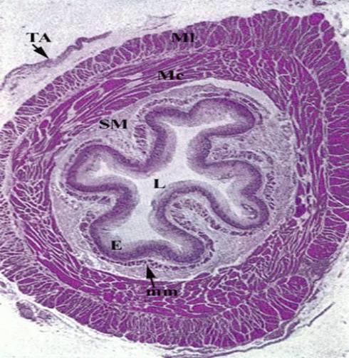 ESOFAGO: ASPETTI STRUTTURALI TONACA MUCOSA con EPITELIO PAVIMENTOSO PLURISTRATIFICATO non cheratinizzato, LAMINA PROPRIA e MUSCULARIS MUCOSAE TONACA SOTTOMUCOSA con