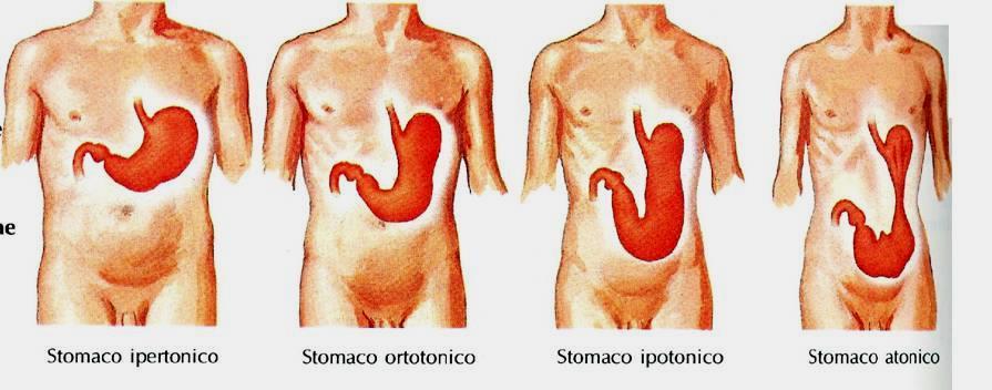 STOMACO: VARIAZIONI COSTITUTIVE NEI DIFFERENTI TIPI