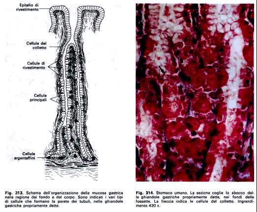 GHIANDOLE GASTRICHE