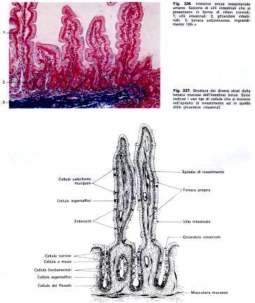 VILLI