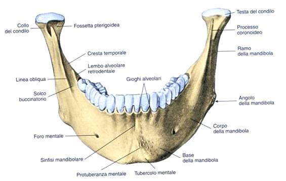 FRONTALE