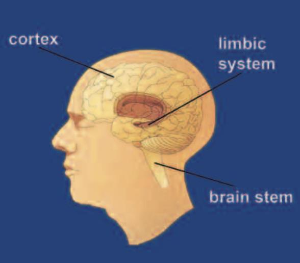 La localizzazione del Sistema Cerebrale di Ricompensa (Reward System) Le aree cerebrali colpite dal Drug Abuse sono tre: (1) IL TRONCO CEREBRALE (Brain Stem) controlla le funzioni di base vitali
