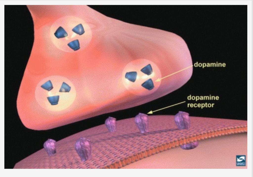 Una premessa: la Sinapsi e la neurotrasmissione Il collegamento tra neuroni avviene mediante la Sinapsi: connessione tra la parte terminale dell assone di un neurone (neurone presinaptico) e la parte