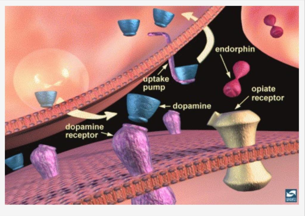 Una premessa: la Sinapsi e la neurotrasmissione Il neuromodulatore si lega a suoi corrispondenti recettori: l endorfina, qui, si lega a recettori per gli oppioidi (in color oro).