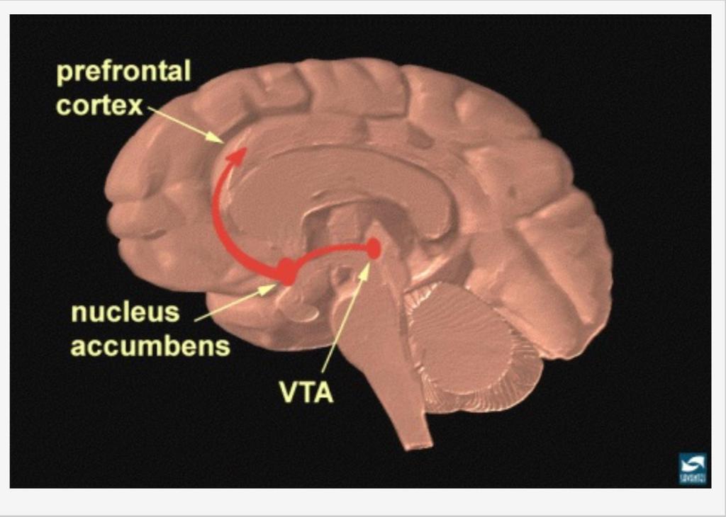 Il Sistema Cerebrale di Ricompensa (Reward System) Il Reward System è formato dalle vie neuronali-sinaptiche che collegano la VTA sia al Nucleo Accumbens che alla Corteccia Prefrontale I neuroni