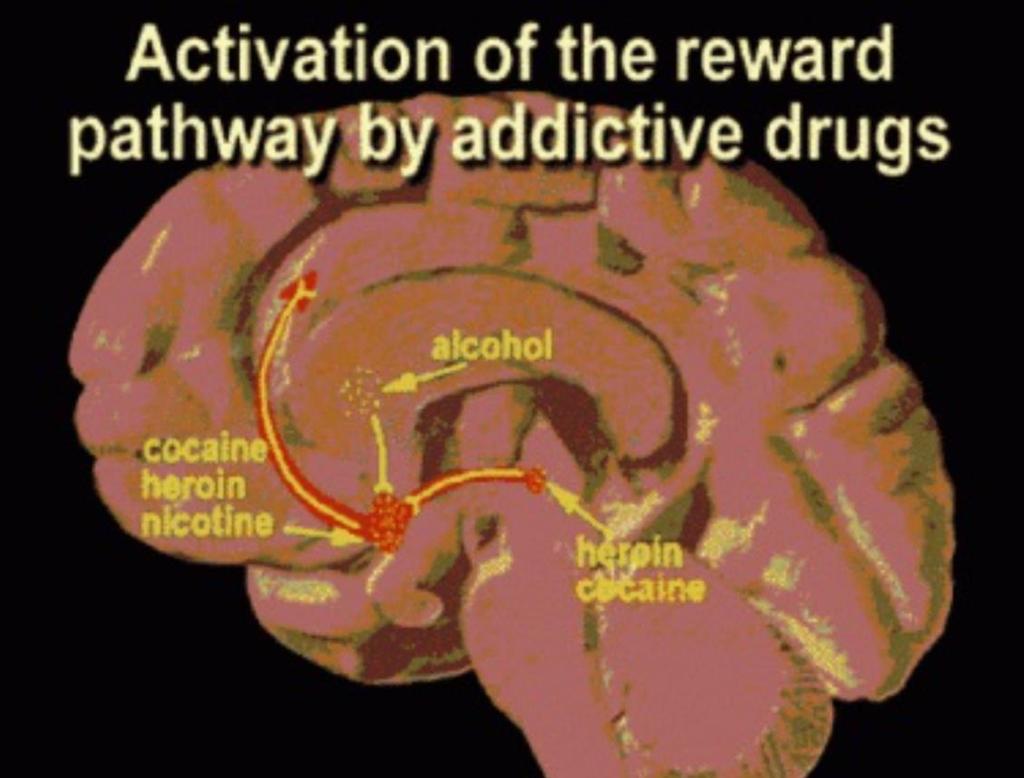 Riassumendo: le sostanze che causano Addiction attivano il Reward System in modi diversi, ma sempre aumentando in esso la neurotrasmissione Dopaminergica FIGURA A DX.