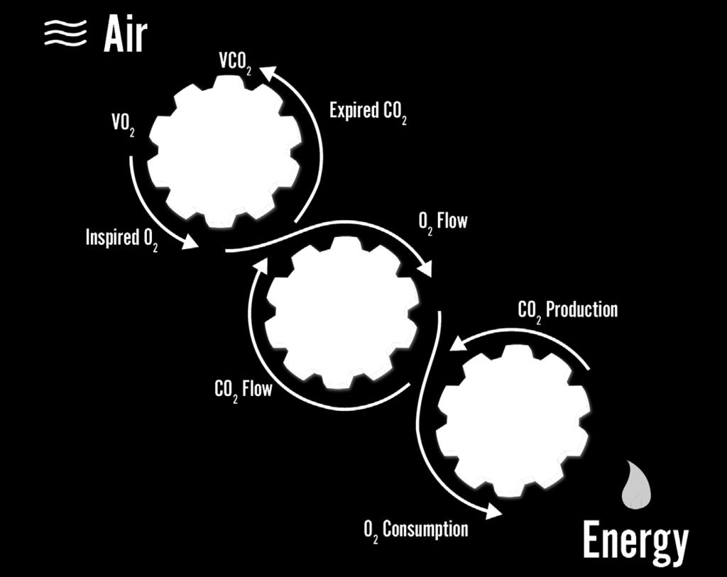 dei 9 grafici di Wasserman Edizione