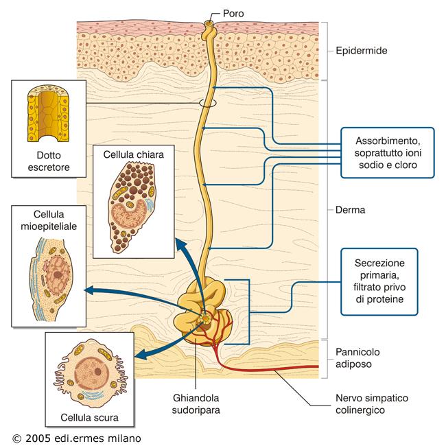 4) Sudorazione (fino a 3l/h) - stimolata dal simpatico colinergico e