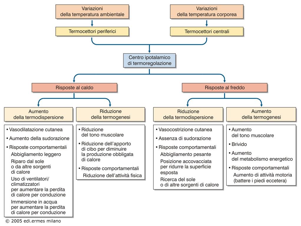 Meccanismi centrali ipotalamo