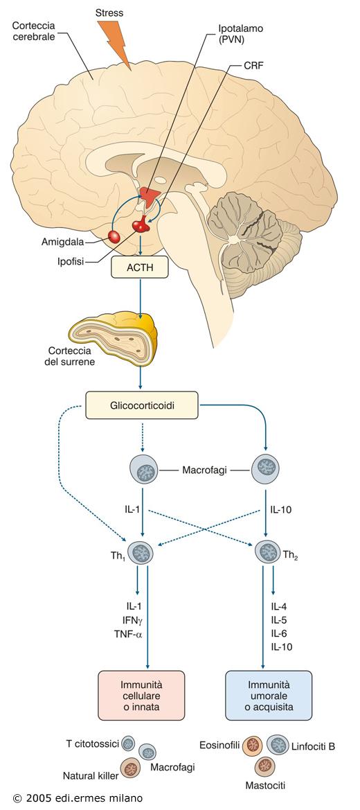 2) attraverso i glicocorticoidi (stimolazione dell asse ipotalamo- ipofisi che regolano la