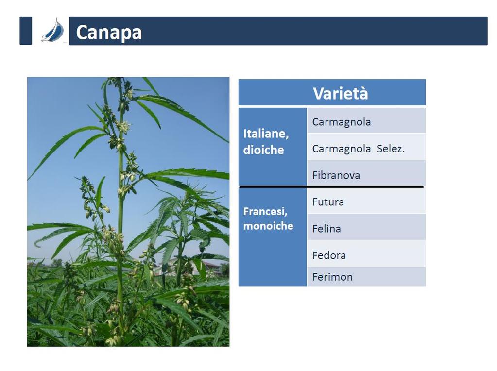 distanza tra le file di 45 cm 45