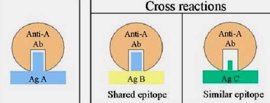 MA Cross-reattività Tra un anticorpo e due o più antigeni o tra un antigene e diversi