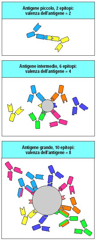 VALENZA dell antigene: numero di Abs che si può legare ad una molecola antigenica nello stesso momento VALENZA dell anticorpo: numero di