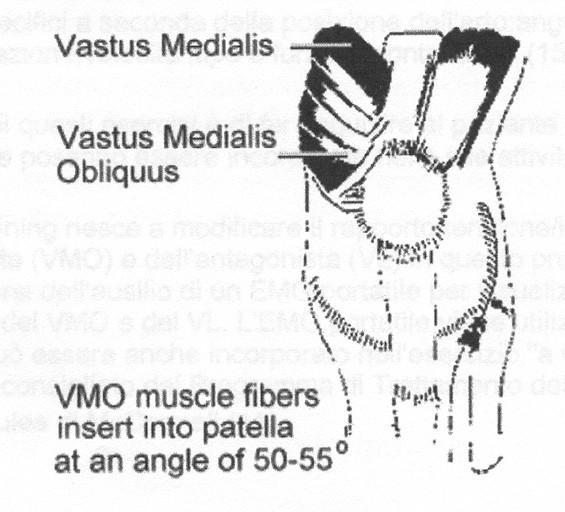 VASTO MEDIALE Tale muscolo in base agli studi elettromiografici può essere suddiviso in due componenti: 1 - il vasto mediale lungo,