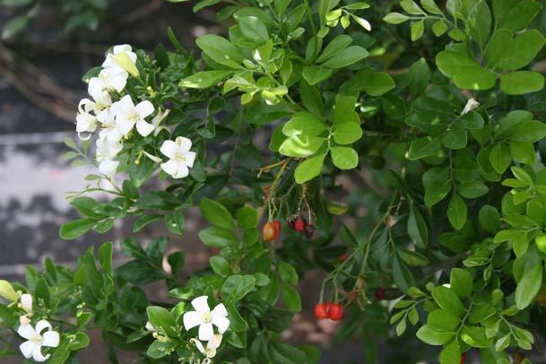 e temperata, Australia