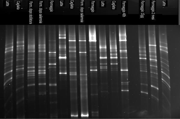 Leuconostoc lactis Leuconostoc mesenteroides Cagliata Dopo stufatura Leuconostoc Lactis Enterococcus