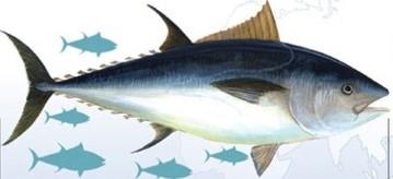 Tonno pinna blu del Pacifico Thunnus