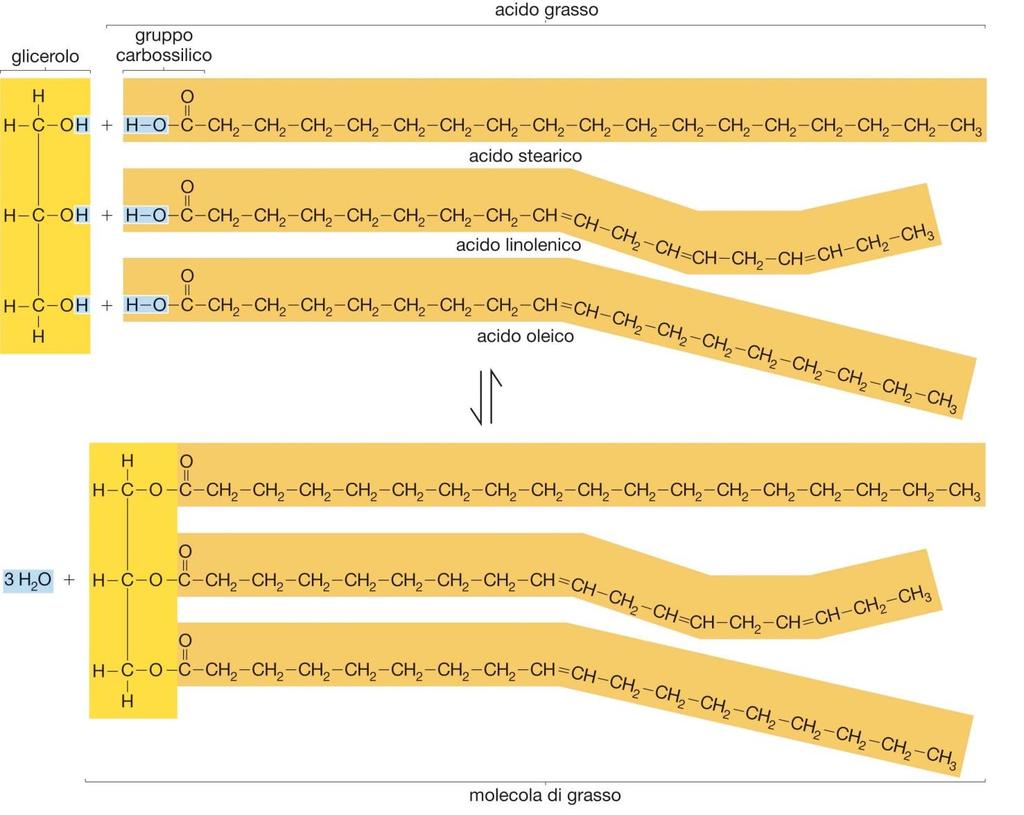 Le molecole biologiche: i lipidi Ogni molecola di grasso è formata