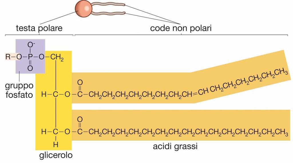 Le molecole biologiche: i fosfolipidi I fosfolipidi sono formati da due molecole di acidi