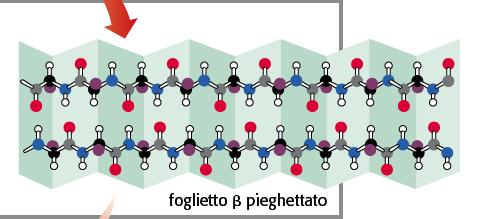 Le catene peptidiche si ripiegano