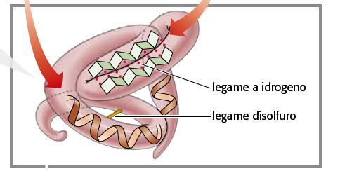 Le catene peptidiche si ripiegano assumendo