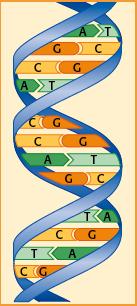I nucleotidi costituiscono gli acidi nucleici, che contengono l informazione genetica Lo zucchero può essere di