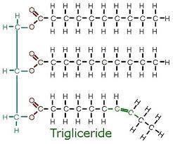 I TRIGLICERIDI Esteri del glicerolo (alcool trivalente) con tre molecole di acido grasso: R-COO-CH2 R-COO-CH R-COO-CH2 Per idrolisi acida formano glicerolo e tre