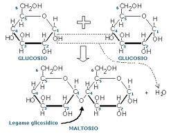 DISACCARIDI Sono formati