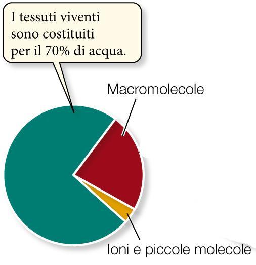 Cosa sono le biomolecole Le molecole biologiche, o biomolecole, sono composti del carbonio.