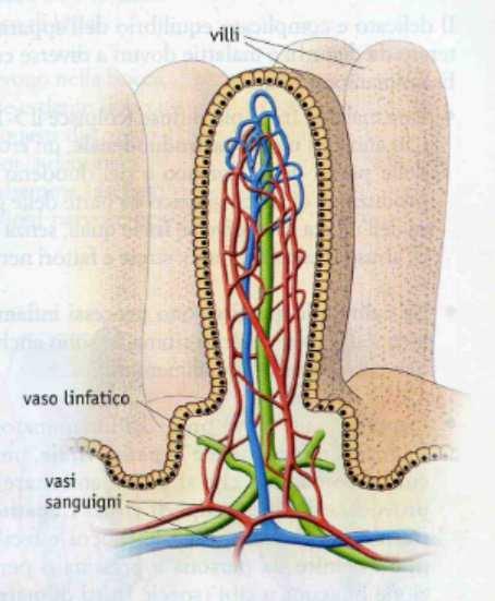 ASSORBIMENTO Il processo di assorbimento si può dividere in due fasi. La prima fase si compie attraverso i villi intestinali che tappezzano la parete interna del digiuno.