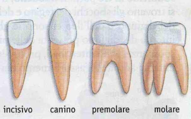 I premolari hanno radice unica (solo nel primo paio di premolari superiori è bifida); la corona è di forma cilindroide ed è provvista di due sporgenze, le cuspidi; la loro funzione è di triturare il