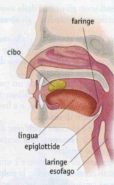 La faringe è il canale che collega la bocca al tubo digerente vero e proprio e rappresenta il punto di incrocio fra la via digerente e l'apparato respiratorio.
