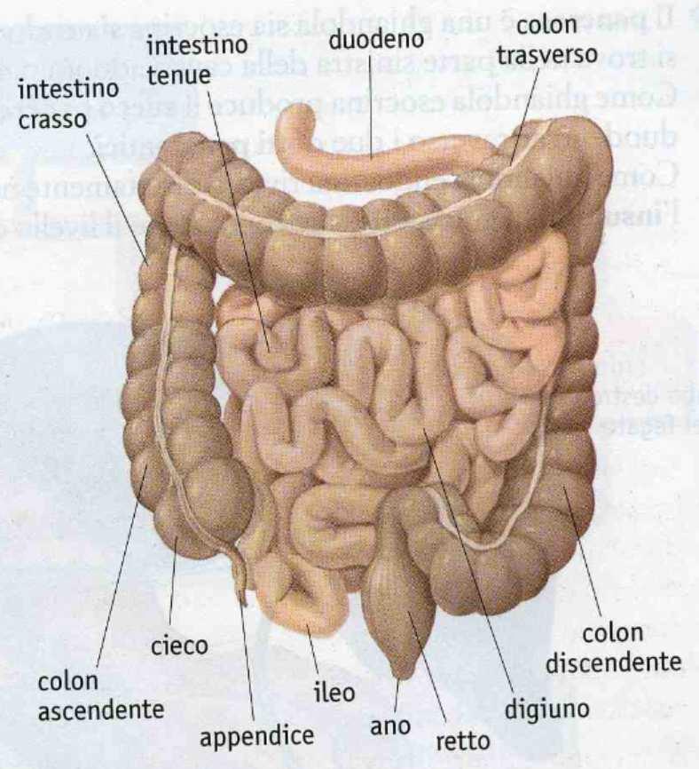 L'intestino crasso è lungo circa 2 m ed è più grosso dell'intestino tenue. Si divide in tre parti: cieco, colon e retto.